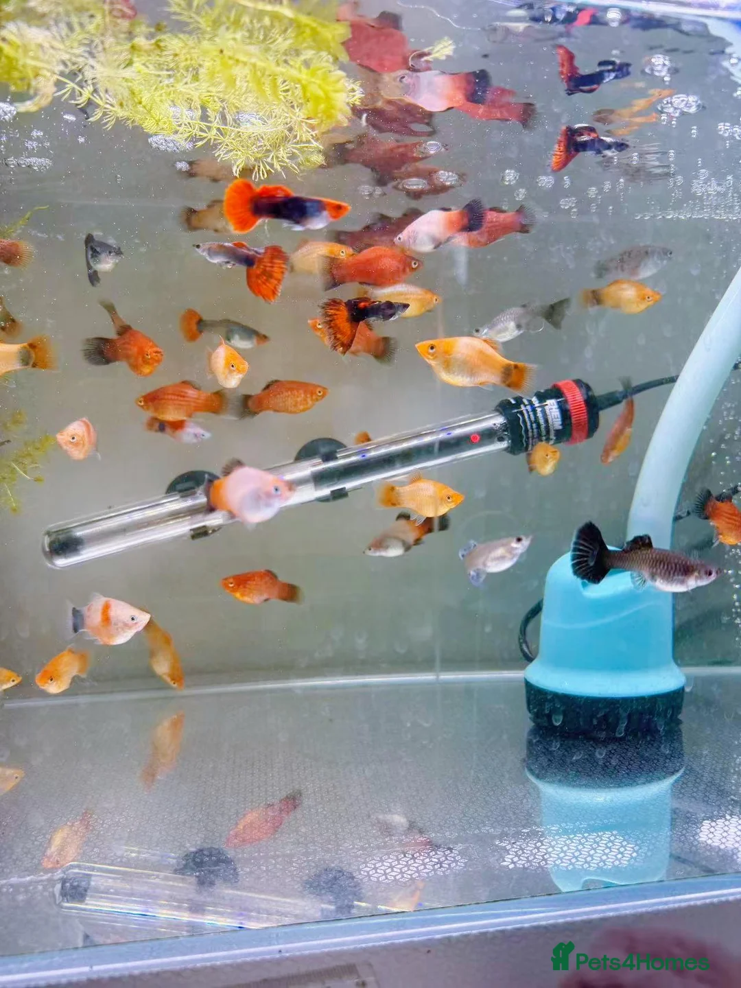 Platies fish for sale: small Platy, Guppy,shrimps &Bristlenose Pleco  - Advert 33