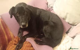 Mixed Breed dogs for adoption: 🐾 Meet Blaney  - Advert 2