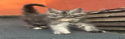 Mixed Breed cats for sale: 8 Beautiful Kittens Ready for Their New Homes - Advert 4