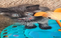 Ragdoll cats for sale: Ragdoll x kittens - Image 3