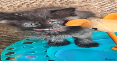 Ragdoll cats - Advert 16