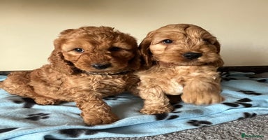Cockapoo dogs - Advert 3