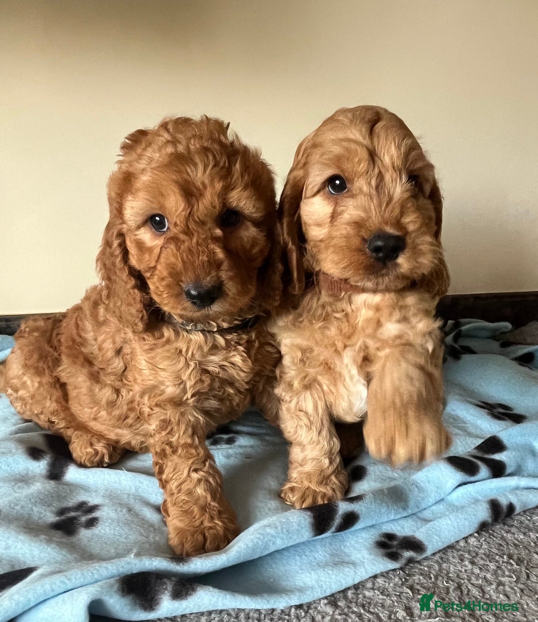 Cockapoo dogs for sale: Cockapoo puppies  - Image 3