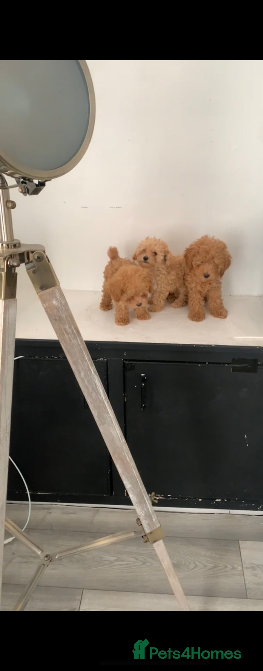 Poochon dogs for sale: Ready now, 1 boy and 1 girl Toy Poochon - Image 2