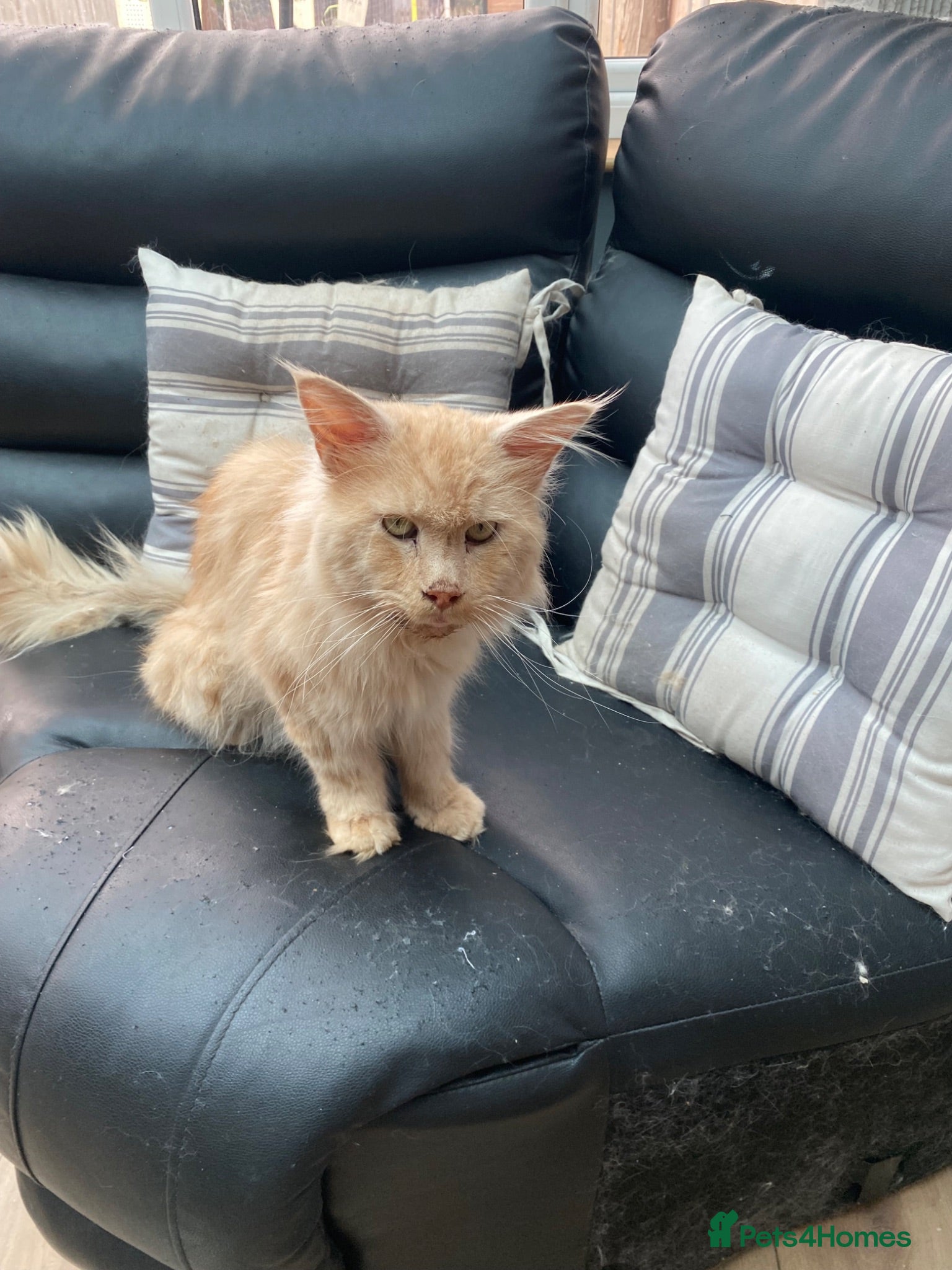 Maine Coon cats 💙 TICA ®️ Proven -  Red Smoke/ White Maine Coon  - Advert 2