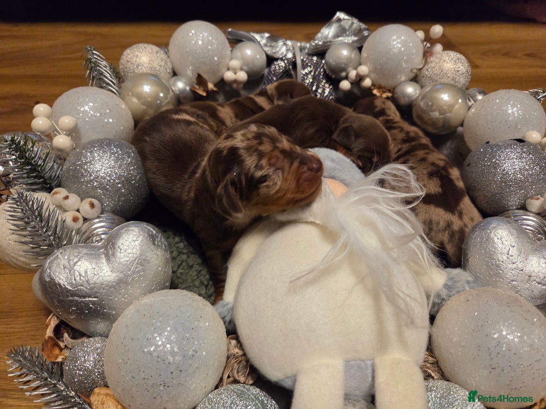 Miniature Dachshund dogs for sale:  Precious Miniature Dachshund Puppies   - Advert 6