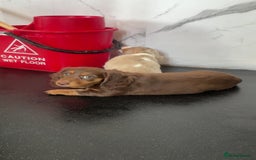 Dachshund dogs for sale: REDUCED ready for her new home  in Cardiff - Image 10