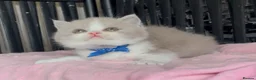 British Shorthair cats for sale: Beautiful BSH Champion line Kittens  - Advert 39