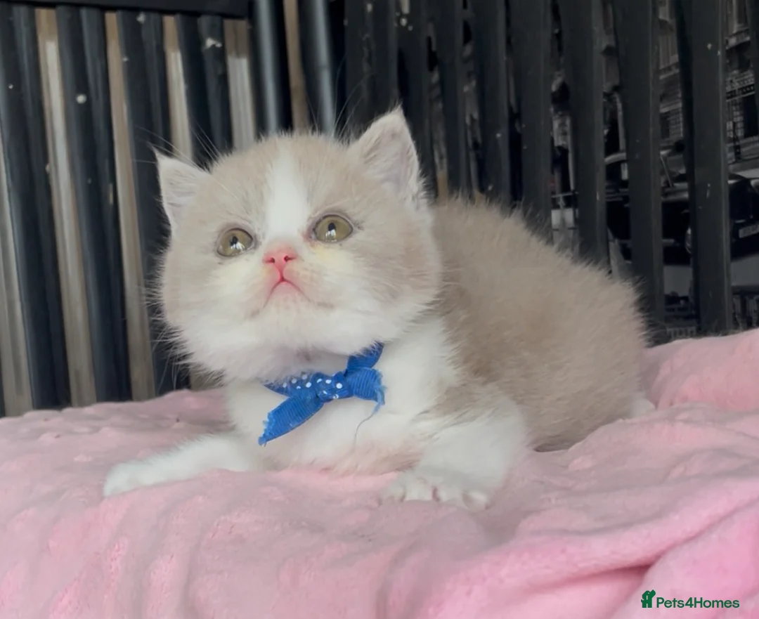 British Shorthair cats for sale: Beautiful BSH Champion line Kittens  - Advert 39
