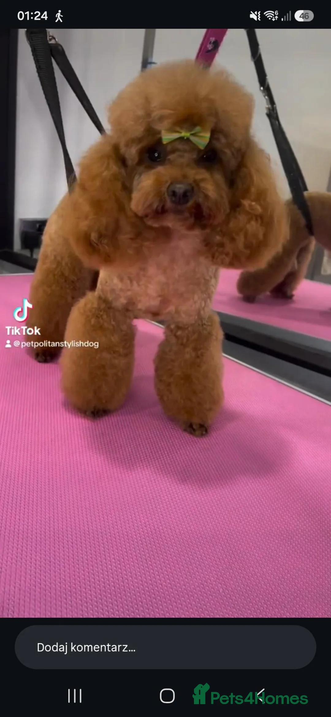 Toy Poodle dogs for sale: Stunning red toy poodle puppies - Advert 14
