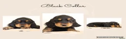 Cocker Spaniel dogs for sale: Show Cocker spaniels  in Maidstone - Advert 9
