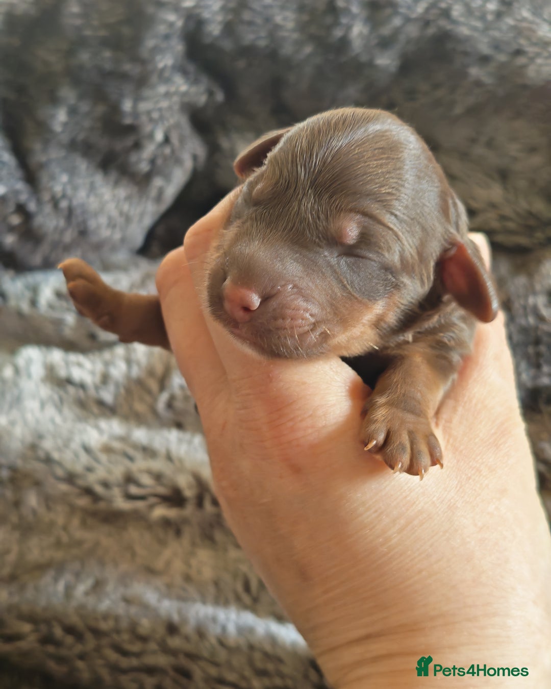 Cockapoo dogs for sale: Cockapoos F1 DNA Health tested patents - Advert 21