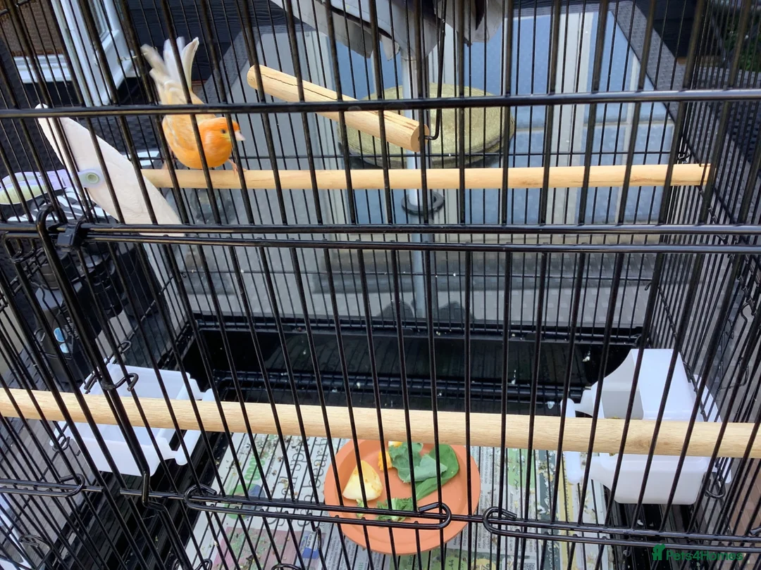 Canaries birds for sale: Golden mosaic canary  in Halstead - Advert 5