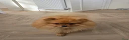 Pomeranian dogs for sale: Loving 1-Year-Old Male Pomeranian  in Dunstable - Advert 2