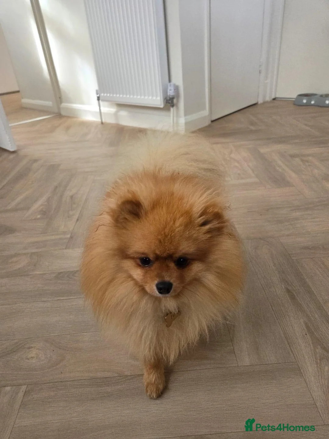 Pomeranian dogs for sale: Loving 1-Year-Old Male Pomeranian  in Dunstable - Advert 2