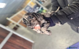 Cocker Spaniel dogs for sale: Working cocker spaniels  - Advert 6