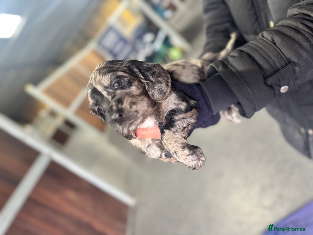 Cocker Spaniel dogs for sale: Working cocker spaniels  - Advert 6