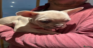 French Bulldog dogs - Advert 6