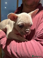 French Bulldog dogs - Advert 8