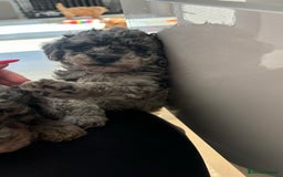 Mixed Breed dogs for sale: Miniature Poodles - Image 10