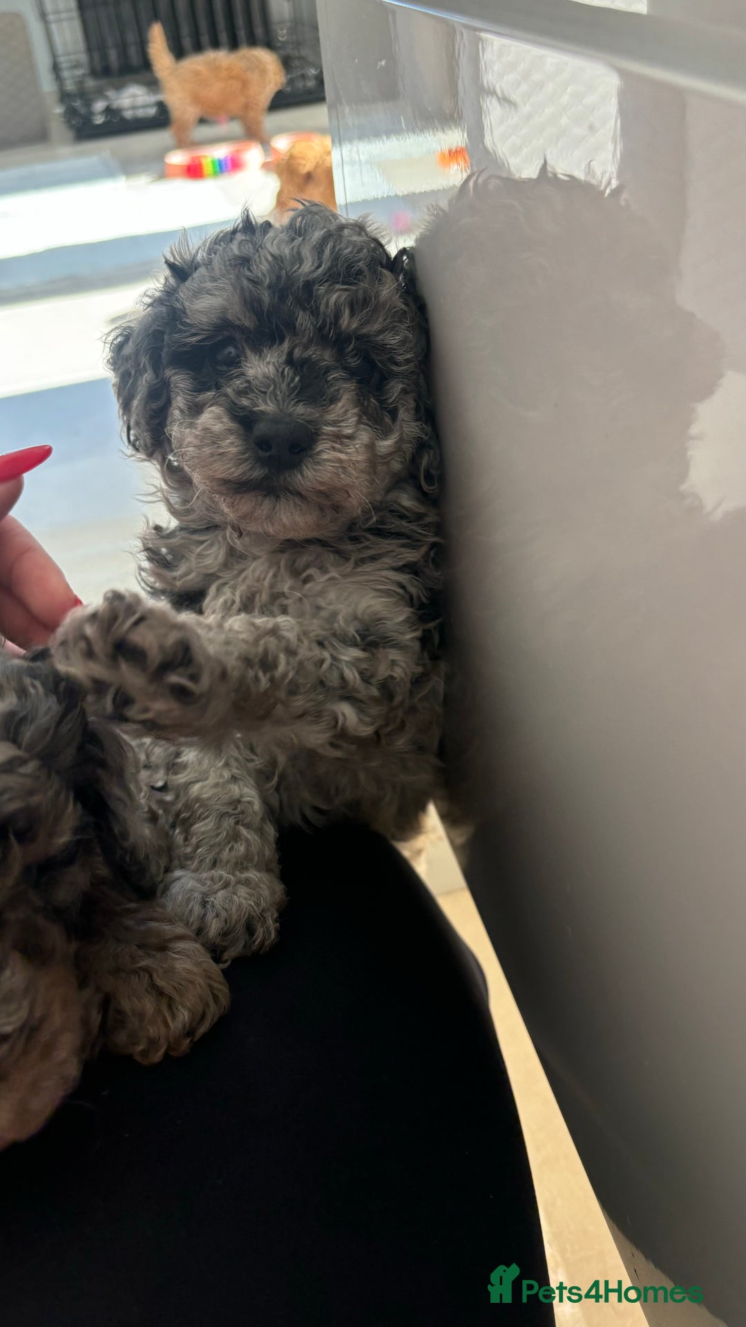 Mixed Breed dogs for sale: Miniature Poodles - Image 10