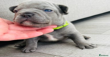 French Bulldog dogs - Advert 3