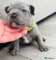 French Bulldog dogs - Advert 3