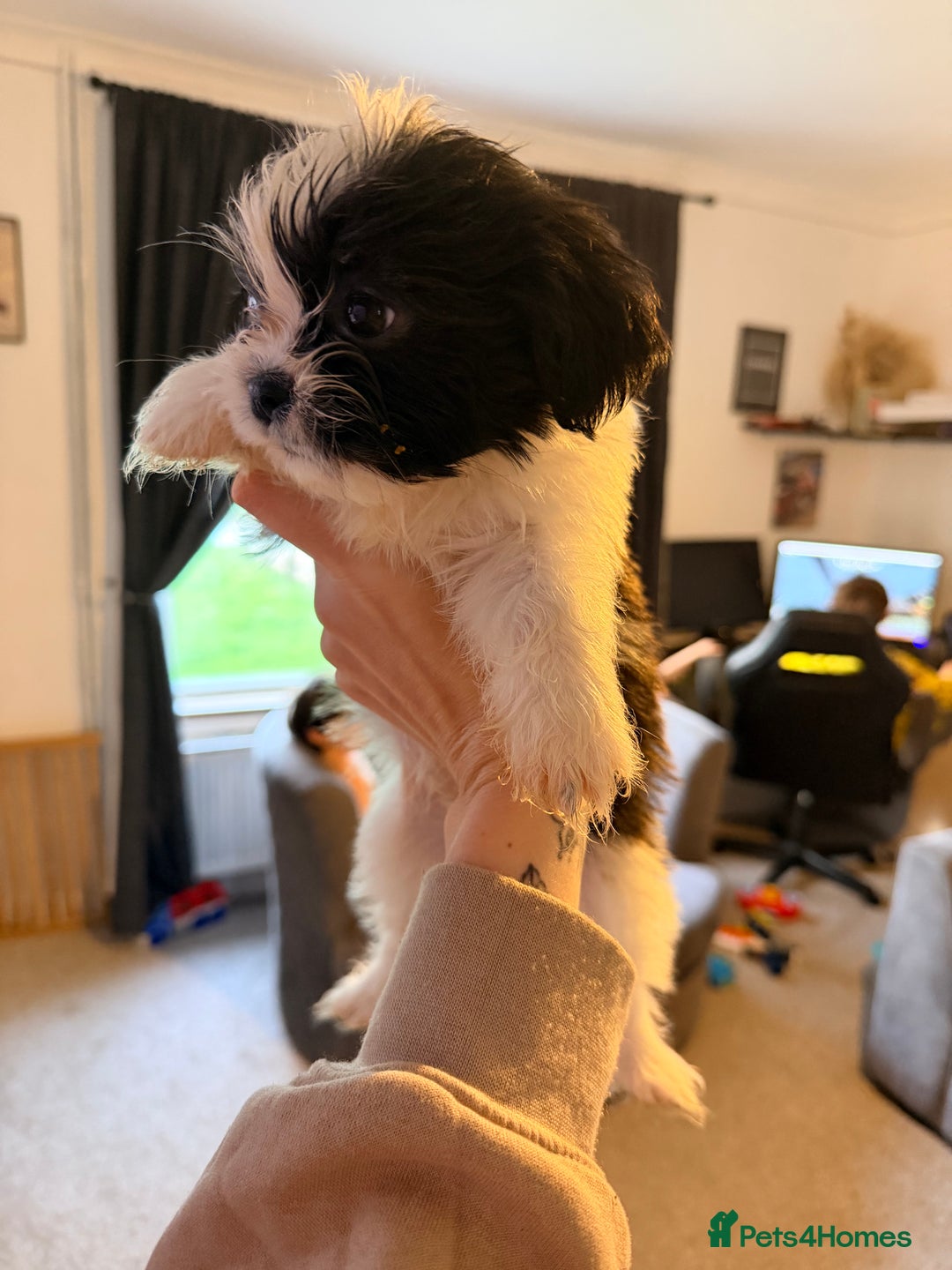 Zuchon dogs for sale: Bichon x Westie x Shih zu  - Advert 3