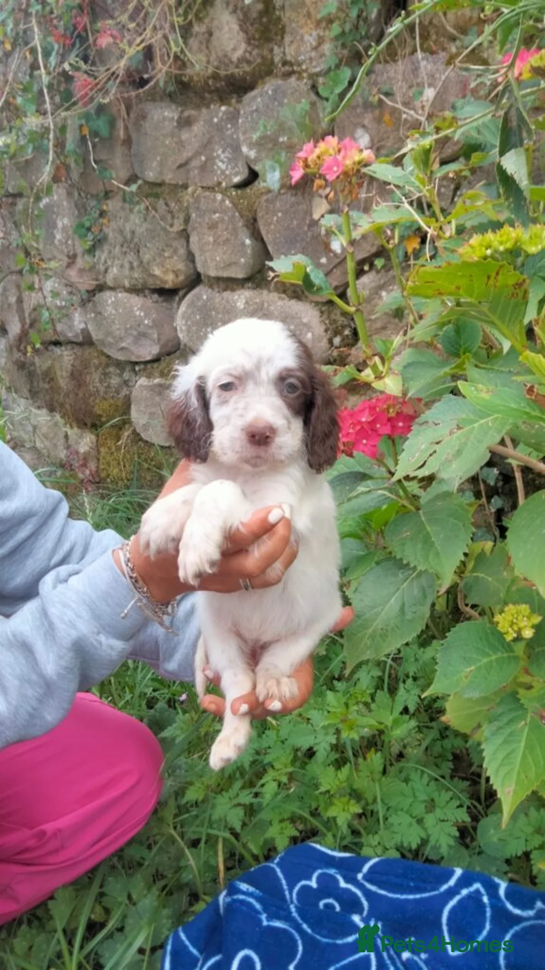 English Setter dogs for adoption: Mara's pups -4x male 4x female English Setter pups - Advert 1