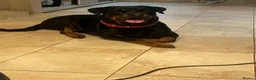 Rottweiler dogs for sale: 11 Gorgeous Purebred Rotties for Sale! - Advert 6
