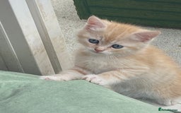 Persian cats for sale: Silver and Cream chinchilla kittens - Image 17