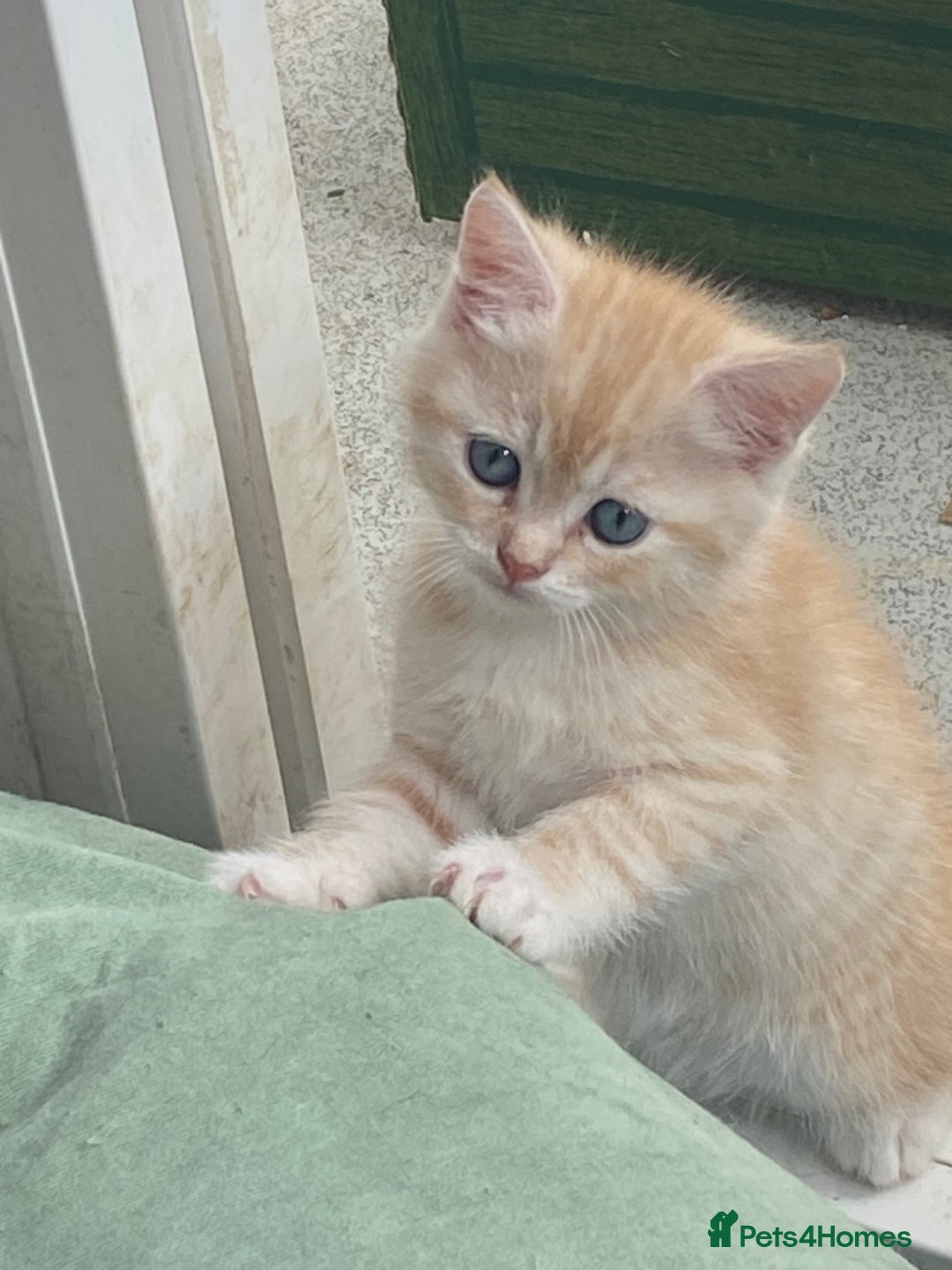 Persian cats for sale: Silver and Cream chinchilla kittens - Image 17