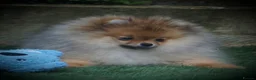 Pomeranian dogs for sale: ** STUNNING FEMALE POMERANIAN **  - Advert 4