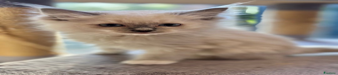 Ragdoll Kitten 2