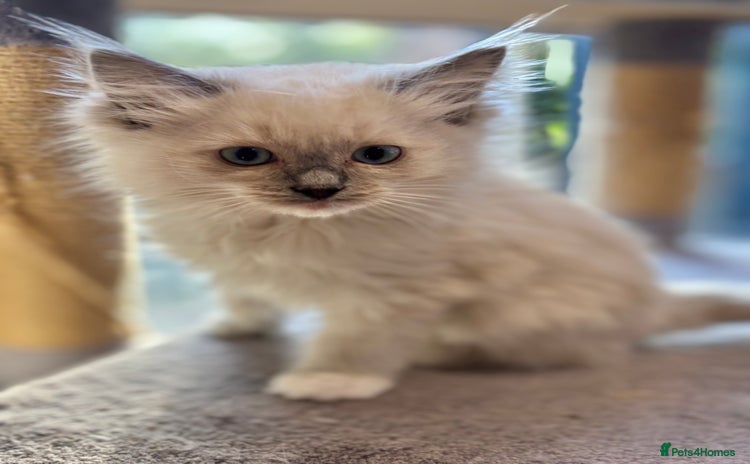 Ragdoll cats - Advert 10