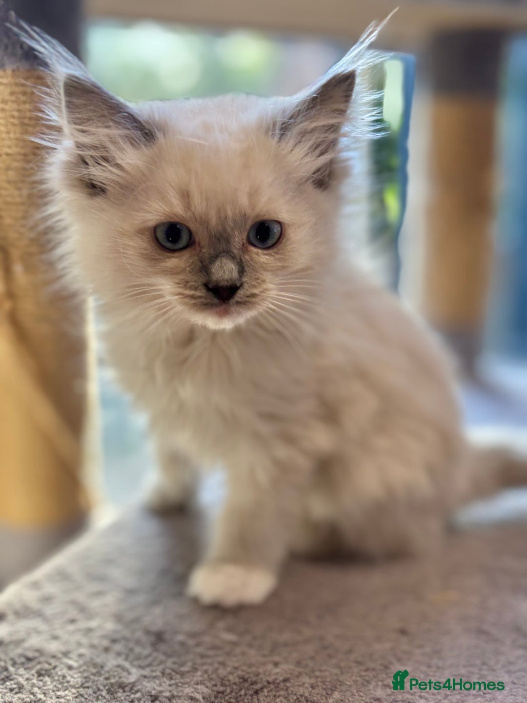 Ragdoll cats for sale: Ragdoll kittens f - Image 1