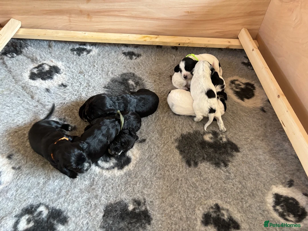 Cocker Spaniel dogs for sale: 8 STUNNING WORKING COCKER PUPS 🐶🐾 - Advert 21
