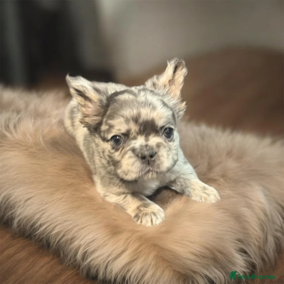 French Bulldog dogs for sale: Kc FLUFFY FRECH BULLDOGS - Advert 2