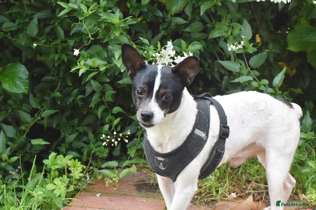 Mixed Breed dogs for adoption: Pipo - Andalusian Terrier in Alfreton - Advert 7