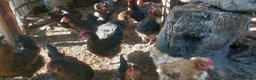 Hens poultry for sale: French Copper Marrans  - Advert 5