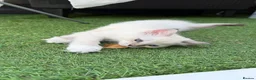 Ragdoll cats for sale: Just one Ragdoll left CARLOS  - Advert 6