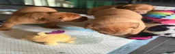 Dogue De Bordeaux dogs for sale: KC Dogue de Bordeaux Puppies with champions.  - Advert 10