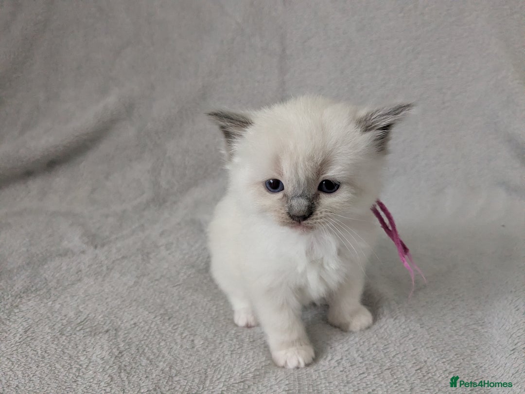 Ragdoll cats for sale: Beautiful GCCF Registered Ragdoll Kittens  🐾 - Advert 18