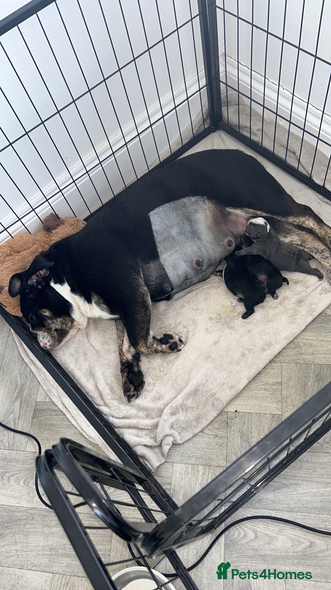 English Bulldog dogs for sale: English bulldog puppies - Image 10