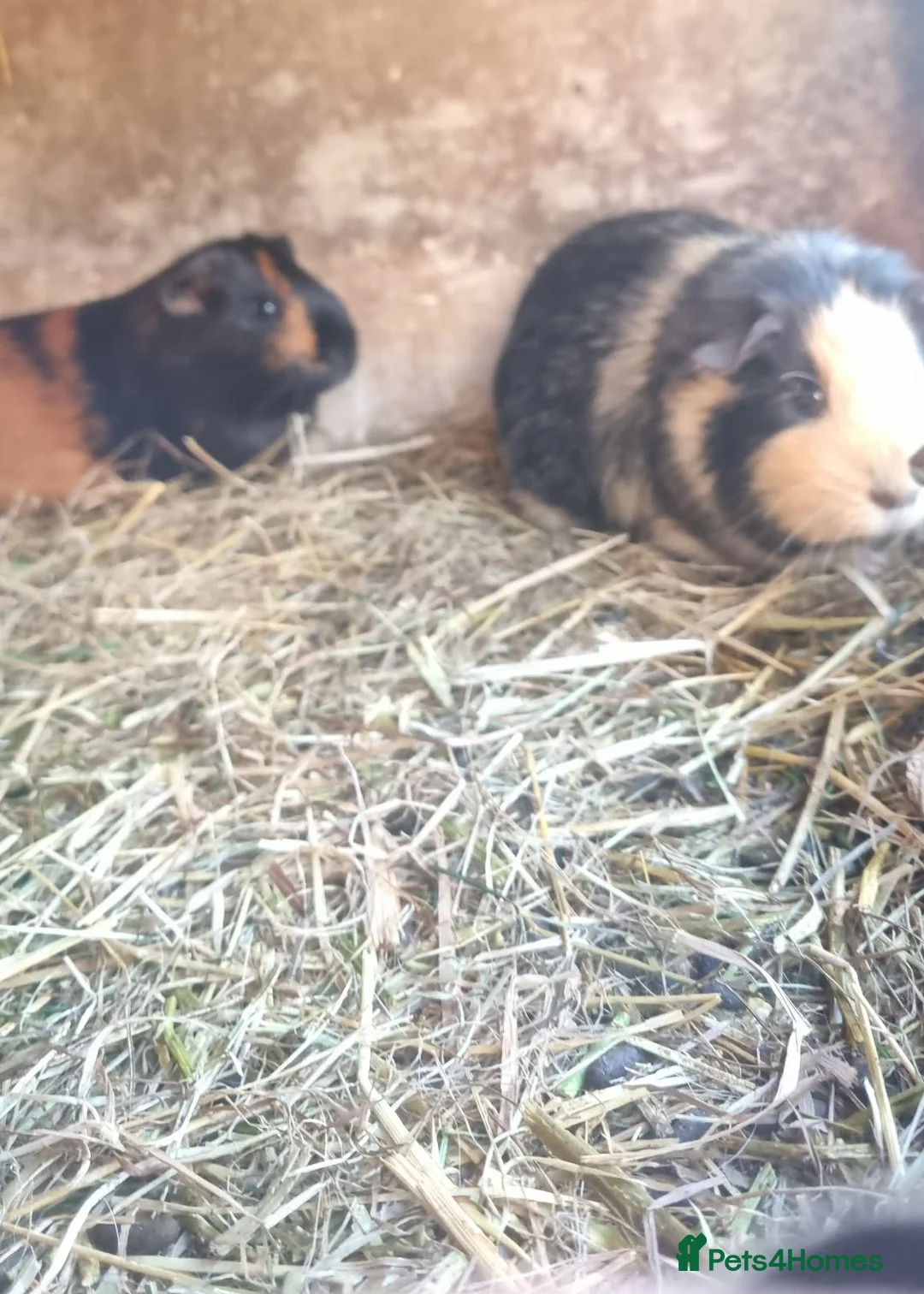 Guinea Pig rodents for sale: 4 x female guineapigs  8 months old.  - Advert 4