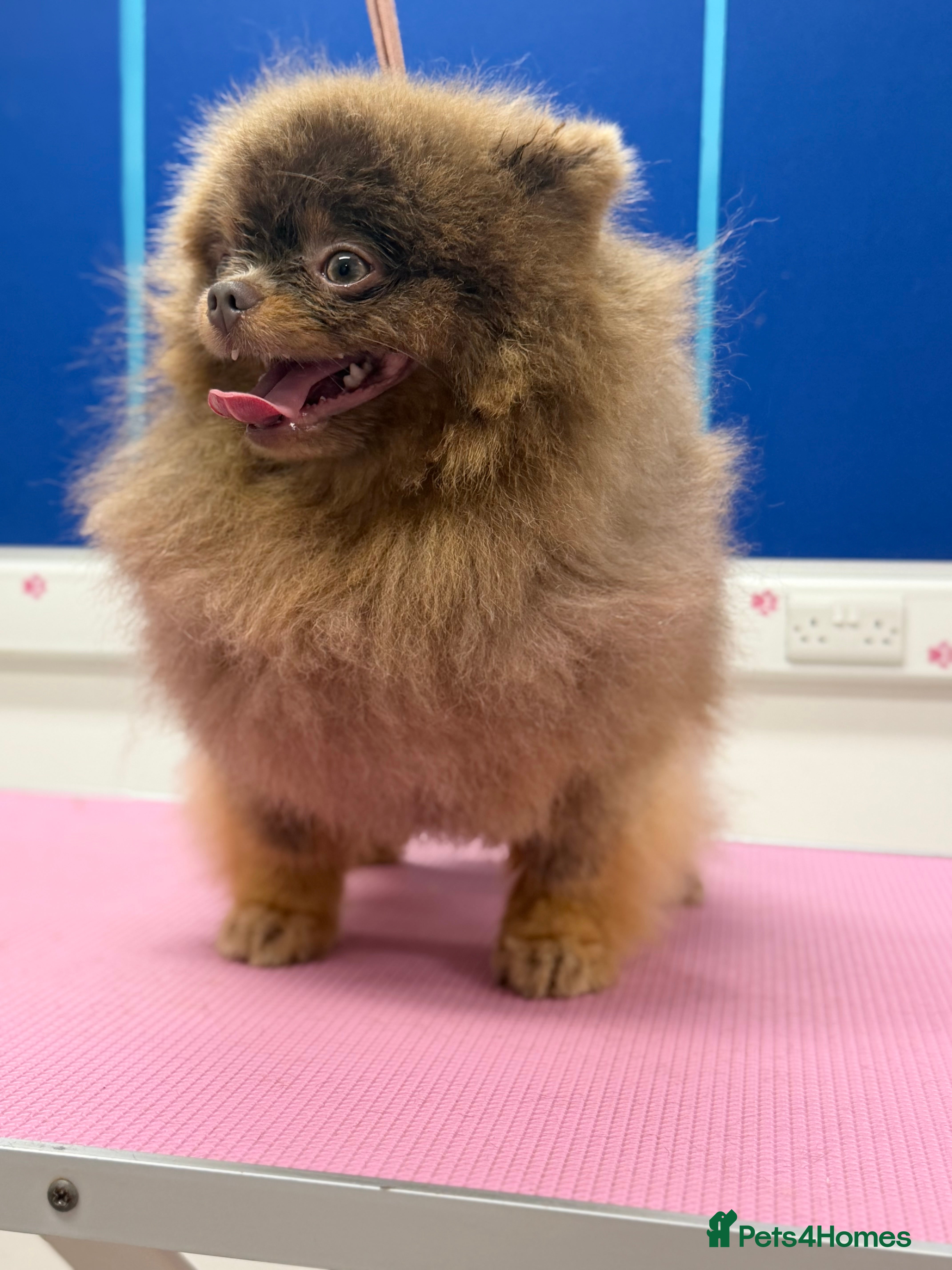 Pomeranian dogs 🐾✨ ** Lilac Tan Proven Stud Available! ✨🐾 - Advert 8