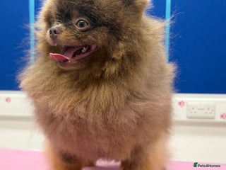 Pomeranian dogs 🐾✨ ** Lilac Tan Proven Stud Available! ✨🐾 - Advert 13