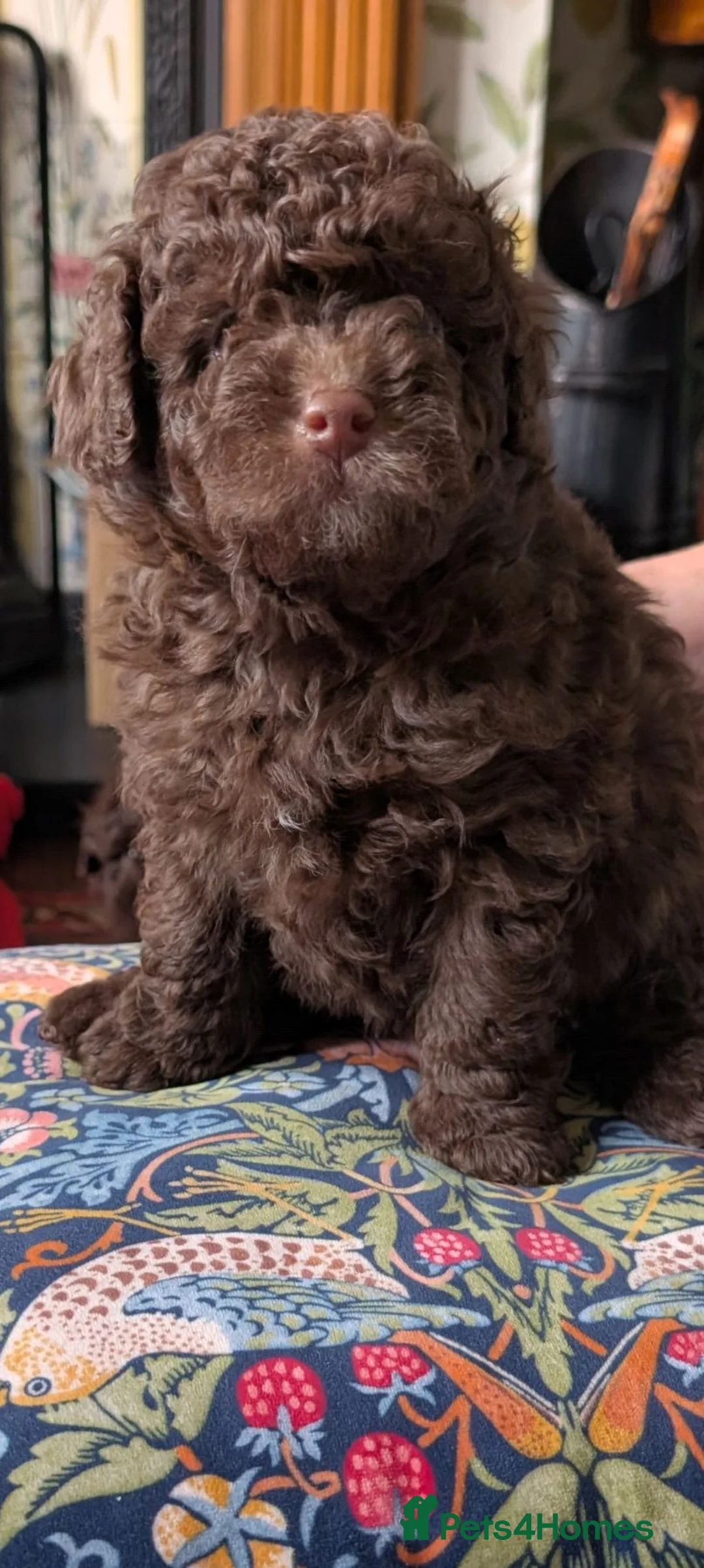 Pomapoo dogs for sale: 4 delightful pomapoo puppies for sale in London - Advert 12