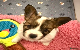 Papillon dogs for sale: Beautiful KC registered papillon puppies for sale - Image 14