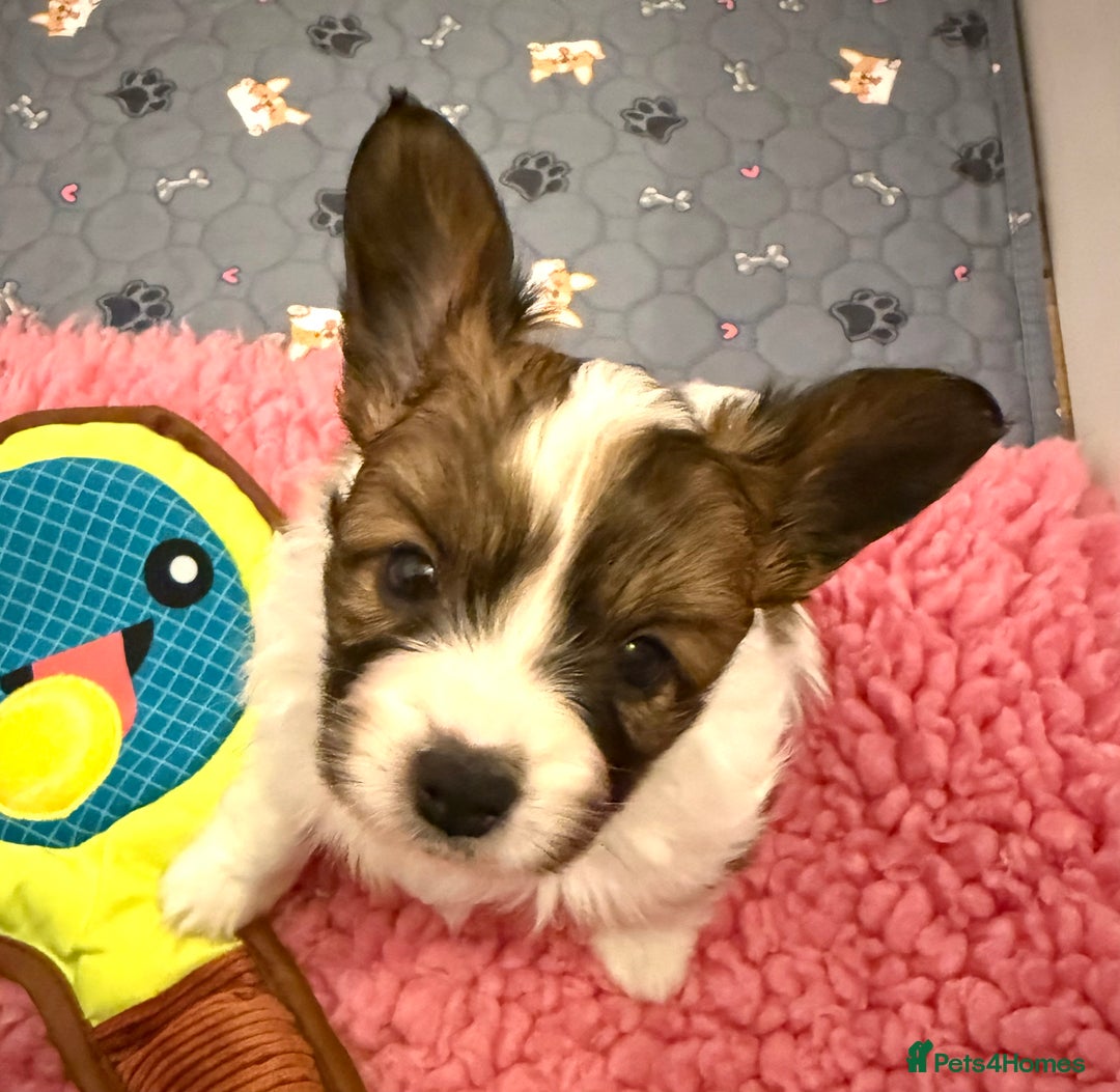Papillon dogs for sale: Beautiful KC registered papillon puppies for sale - Image 14